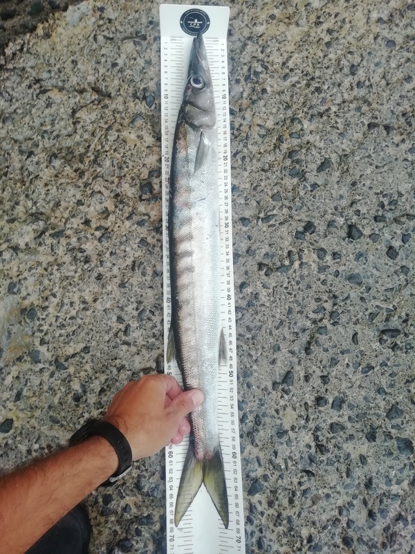 Fish Measure Picture